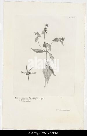 Sigesbeckia Orientalis, Jan Wandelaar, 1738 print At the top right marked: Tab: XXIII. Warm paper etching / letterpress printing plants and herbs. flowers Stock Photo