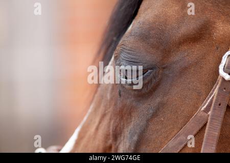 Horse eye Infection. conjunctivitis, equine recurrent uveitis with ...