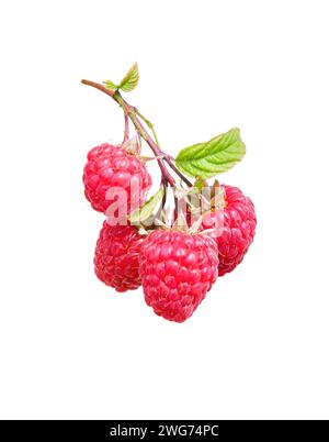 Raspberry twig with leaves isolated on white background Stock Photo