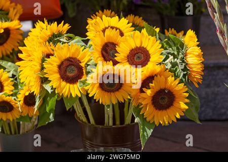 Sunflowers, Cut Flowers Stock Photo