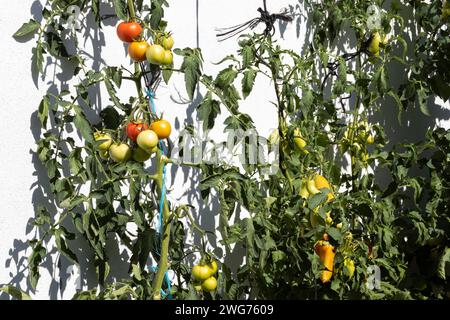 Tomatoes, Paradise Stock Photo