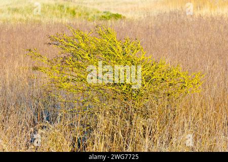 Hawthorn, Whitethorn or May Tree (crataegus monogyna), a small tree growing amongst the grasses on the dunes, its branches covered in yellow lichen. Stock Photo