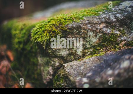 Moss on a stone, hiking to the Nebelstein (1017 m.ü.A.), Waldviertel, Austria Stock Photo