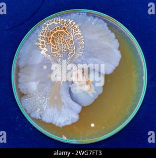 colonies of bacteria and microorganisms on the surface of agar and wind during microbiological analysis in a scientific laboratory Stock Photo