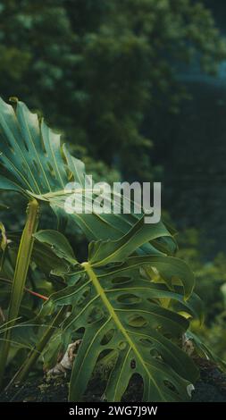 A lone monstera leaf near Rainbow Falls in Hilo, Hawaii Stock Photo