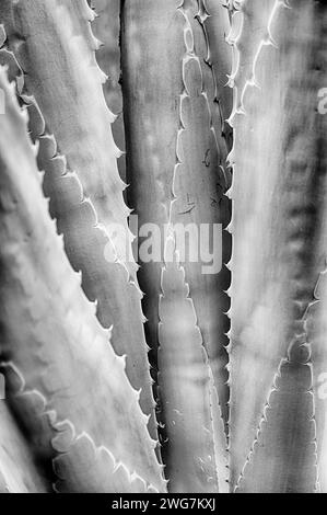 An abstract natural pattern formed from the leaves of an agave plant that are closely spaced. In black and white. Stock Photo