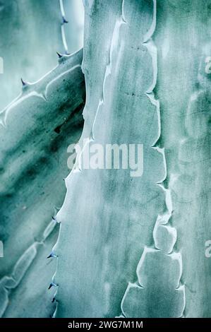A dark cavity is created from a fold in the leaves of an agave cactus in Baja California. Stock Photo