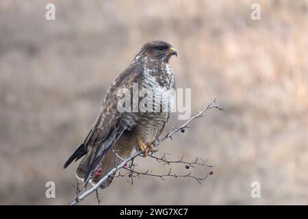 bird of prey on a branch, Buteo buteo, the common european buzzard Stock Photo