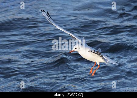 black headed gull in winter plumage flying over blue river (Chroicocephalus ridibundus) Stock Photo