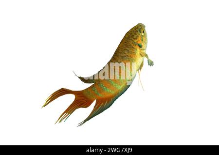 Macropodus opercularis over white background, male paradise fish for your design Stock Photo