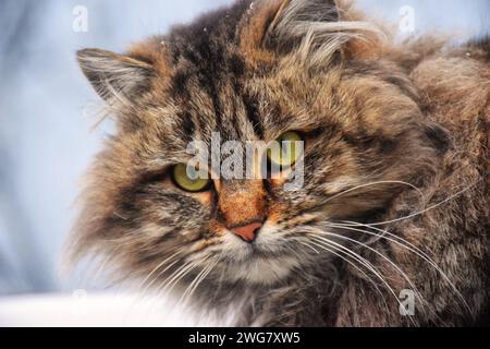 Cute kitten sitting, looking up and licking its lips waiting for yummy isolated on white background. Kitten grey striped posing in studio for print an Stock Photo