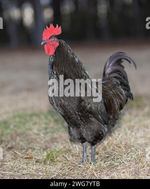 Angry looking free ranging black Austerlorp chicken rooster on a grass field with dark treeline behind. Stock Photo