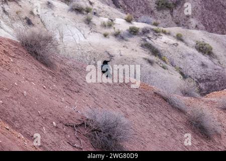 Black bird resting on the colorful deoposits of the Chinle Formaton exposed at Little Painted Desert County Park near Winslow, Arizona Stock Photo
