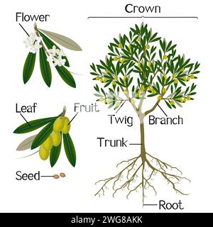 Parts of a olive tree isolated on a white background. Stock Vector