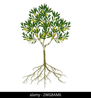 Tree with green olives and roots on a white background. Stock Vector