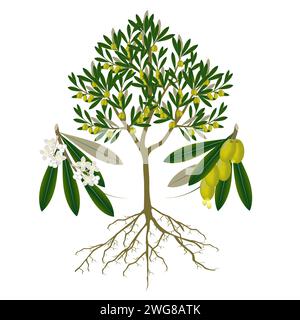 Olive tree with fruits and flowers on a white background. Stock Vector