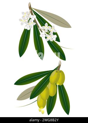 Branches of olives with fruits and flowers on a white background. Stock Vector