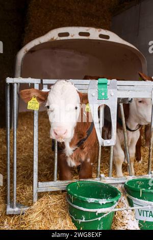 03.02.2024, Gilgenberg, AUT, Unterwegs in Oberösterreich, Symbolbild, Themenbild, Verschiedene Themenbilder, Reportage, Landwirtschaft, Kälbchen, Tier, im Bild Kalb, Kälbchen, Kuh, Stier, Futter, Iglo, Stroh, Landwirtschaft, Jungtiere, Bauernhof, *** 03 02 2024, Gilgenberg, AUT, On the road in Upper Austria, symbol picture, theme picture, various theme pictures, reportage, agriculture, calf, animal, in the picture calf, calves, cow, bull, feed, Iglo, straw, farming, young animals, farm, Stock Photo