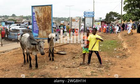 Goat in neighborhood Nima Accra Ghana Africa. Villages have livestock ...