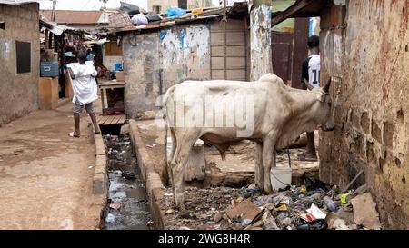 Cow to be sacrificed Eid al Adha Festival of Sacrifice Accra Ghana. Animal sacrifice Islam holy month of Ramadan Eid ul Adha. Muslim sector of Accra. Stock Photo