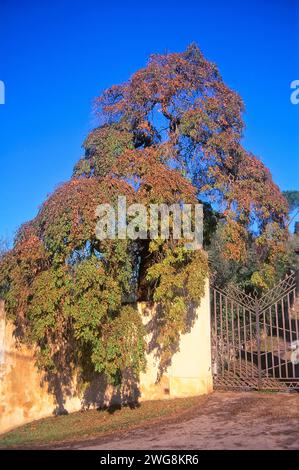 Japanese pagoda tree or Dragon Claw Scholar Tree (Styphnolobium japonicum f. pendula = Sophora japonica f. pendula), Fabaceae. Stock Photo