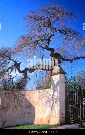 Japanese pagoda tree or Dragon Claw Scholar Tree (Styphnolobium japonicum f. pendula = Sophora japonica f. pendula), Fabaceae. Stock Photo