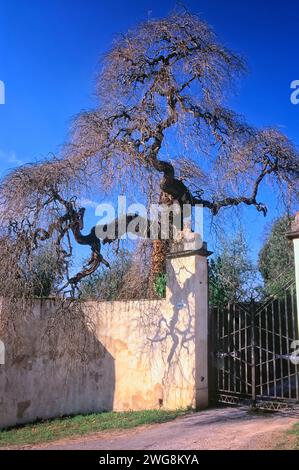 Japanese pagoda tree or Dragon Claw Scholar Tree (Styphnolobium japonicum f. pendula = Sophora japonica f. pendula), Fabaceae. Stock Photo