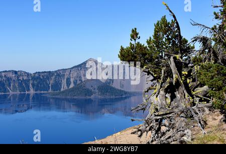 Wizard Island sits in Crater Lake, Crater Lake National Park, in Oregon.  Gnarled tree stump has bright green lichen clinging to it. Stock Photo