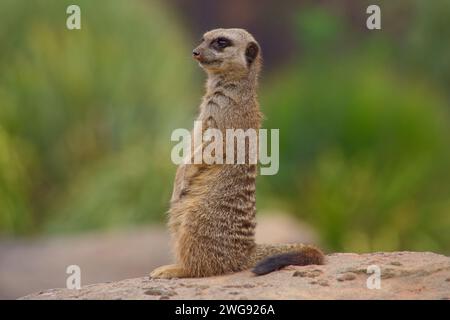 Cute furry meerkat perched on a rock, alert and observant, keeping watch for predators. Stock Photo