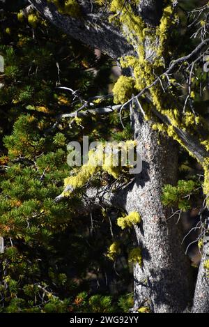 Bright green lichen grows on tree in Crater Lake National Park, in Oregon. Stock Photo
