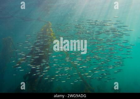 School of silver fish swimming in a circle above a reef and sea kelp ...
