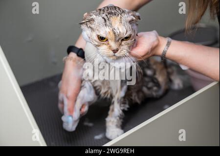 Woman shampooing a tabby gray cat in a grooming salon.  Stock Photo