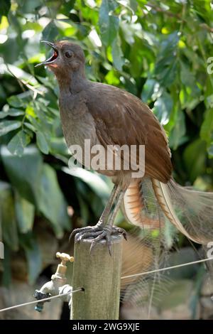 the lyre bird male has an ornate tail, with special curved feathers that, in display, assume the shape of a lyre. Stock Photo