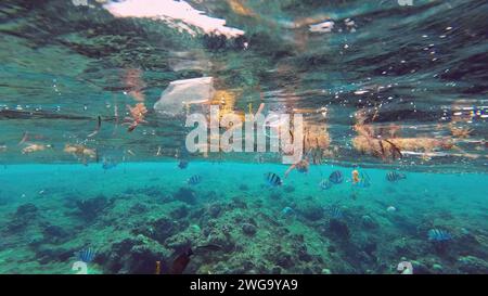 Plastic debris drifts along with scraps of algae on surface of water above the coral reef, tropical fish swim around and feed below surface, Red sea Stock Photo