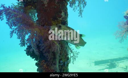 Close-up of Broadbarred Toadfish or White-spotted puffer (Arothron hispidus) swims next toberth support covered with Soft Coral Dendronephthya, Red Stock Photo