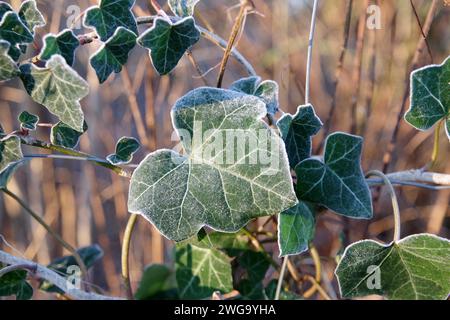 Common ivy (Hedera helix), leaf, leaf veins, plant, winter, frost, detail, The green leaf of the ivy is slightly covered with frost Stock Photo