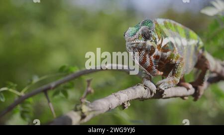 Green chameleon walks along branch and looksat around on bright sunny day on the green trees background. Panther chameleon (Furcifer pardalis) . Stock Photo