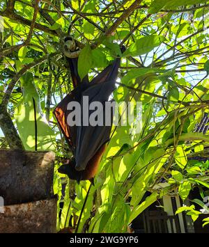 Large flying fox or fruit bat hanging on a tree on Bali, Indonesia Stock Photo