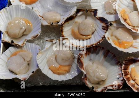 Scallops (Pecten maximus), Rialto weekly market market, Venice, Veneto, Italy Stock Photo