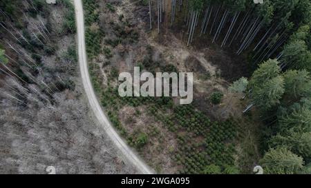 An aerial drone shot of a forest with tall pine trees at the foot of a ...