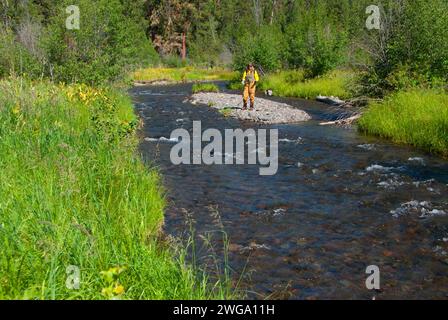 Fly fishing, North Fork Malheur Wild and Scenic River, Malheur National Forest, Oregon Stock Photo