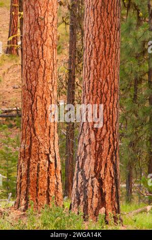 Ponderosa pine (Pinus ponderosa), North Fork Malheur Wild and Scenic River, Malheur National Forest, Oregon Stock Photo