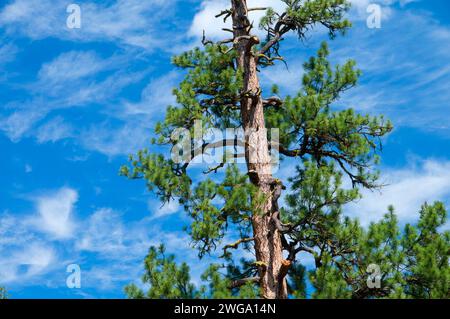 Ponderosa pine (Pinus ponderosa), North Fork Malheur Wild and Scenic River, Malheur National Forest, Oregon Stock Photo