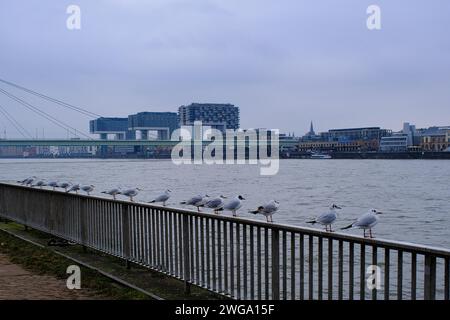 Seagulls (Larinae) on the Rhine, behind them the crane houses, Cologne, Germany Stock Photo