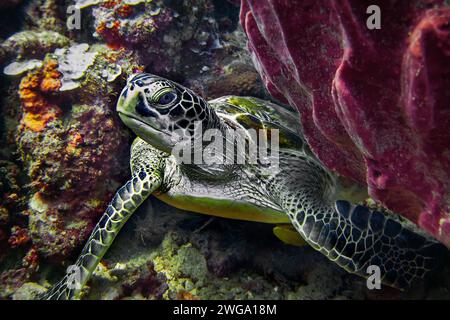 Green turtle (Chelonia mydas), Wakatobi Dive Resort, Sulawesi, Indonesia Stock Photo