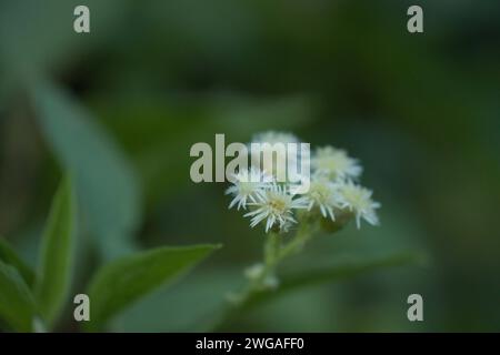 A beautiful white flower Stock Photo