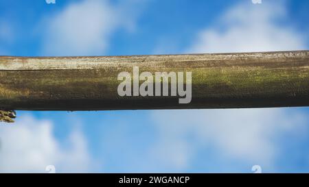 bamboo texture. Dried bamboo with blue sky background Stock Photo