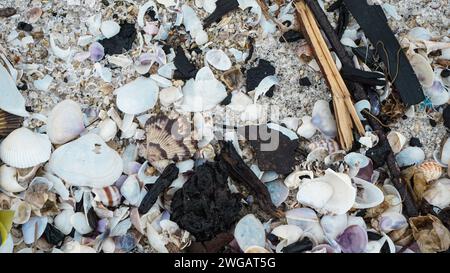 Clam shells or mussel shells on the beach sand Stock Photo