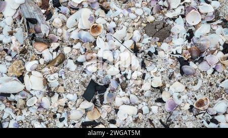 Clam shells or mussel shells on the beach sand Stock Photo