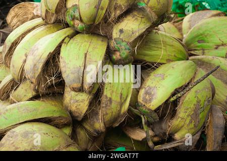 Coconut fiber that is still green. can still be used to make useful items Stock Photo